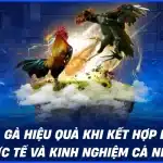 Kèo đá gà hiệu quả khi kết hợp dữ liệu thực tế và kinh nghiệm cá nhân